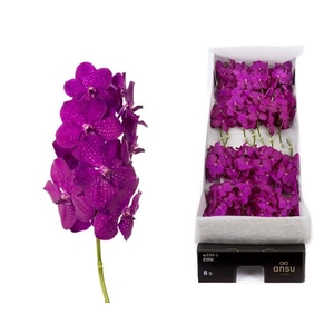 Vanda 16 tak Rasberry Cerise