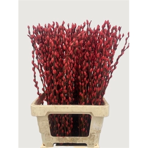 Salix Wilgenkatjes Red 70cm P Stem