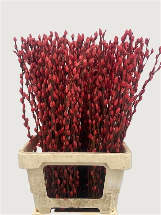 <h4>Salix Wilgenkatjes Red 70cm P Stem</h4>