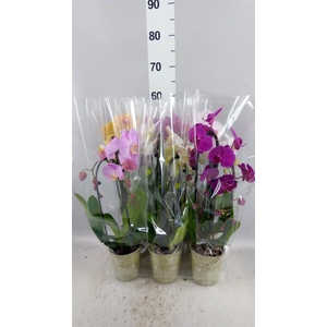 Phalaenopsis  'Elegant Cascade'