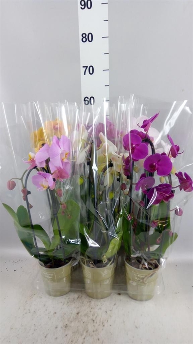 <h4>Phalaenopsis  'Elegant Cascade'</h4>