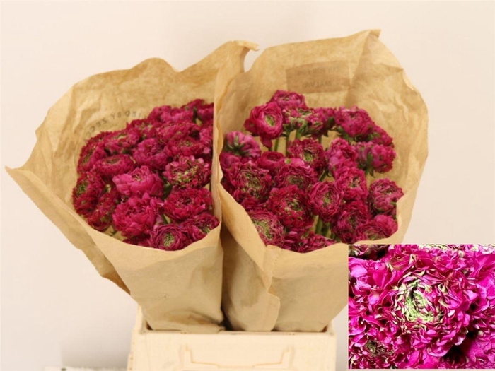 <h4>Ran Pon-pon Malva</h4>