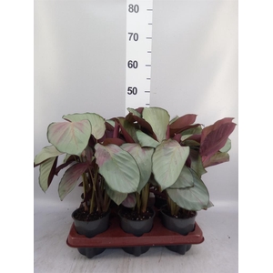 Calathea roseopicta 'Silverplate'