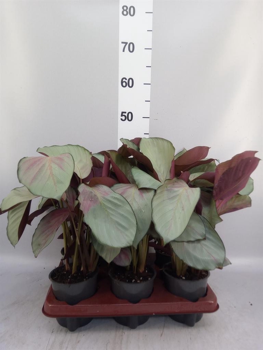 <h4>Calathea roseopicta 'Silverplate'</h4>