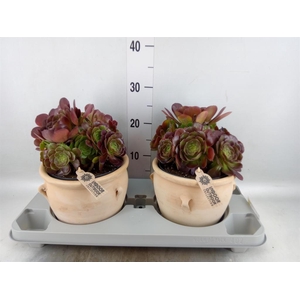 Aeonium arboreum 'Velours'