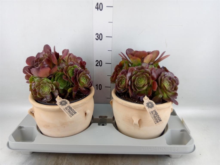 <h4>Aeonium arboreum 'Velours'</h4>