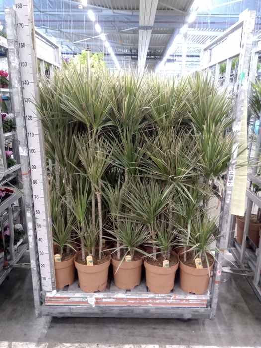 <h4>Dracaena marg. 'Bicolor'</h4>