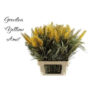 GREVI RO YELLOW AMIT