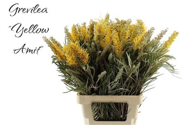 <h4>GREVI RO YELLOW AMIT</h4>