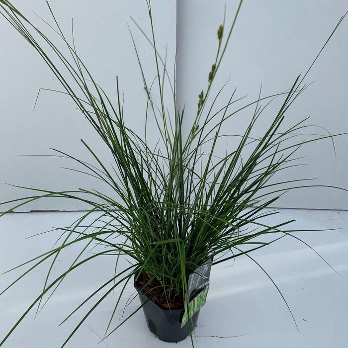 Carex oshimensis