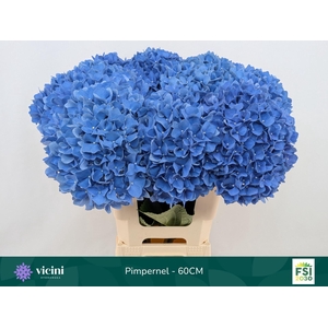 HYDRANGEA  'PIMPERNEL'