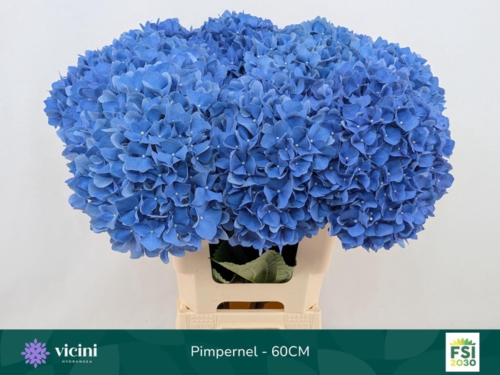 <h4>HYDRANGEA  'PIMPERNEL'</h4>