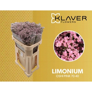 Limonium Safora Oshi Pink Klaver