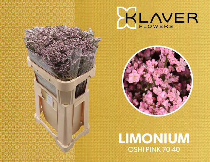 <h4>Limonium Safora Oshi Pink Klaver</h4>