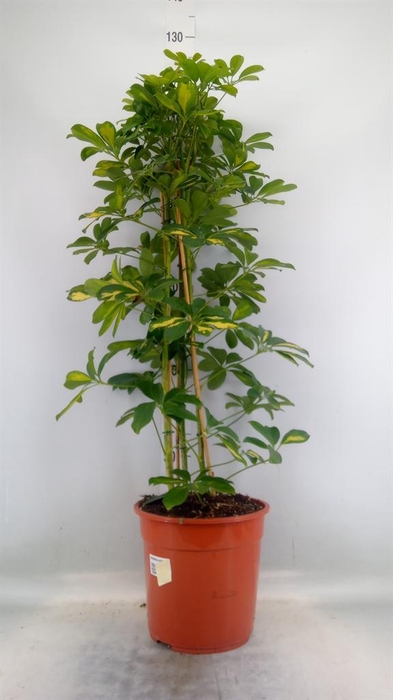 <h4>Schefflera arbor. 'Gold Capella'</h4>