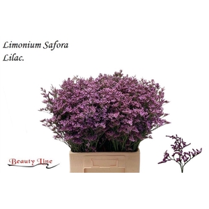 LIMONIUM  'SAFORA LILAC'