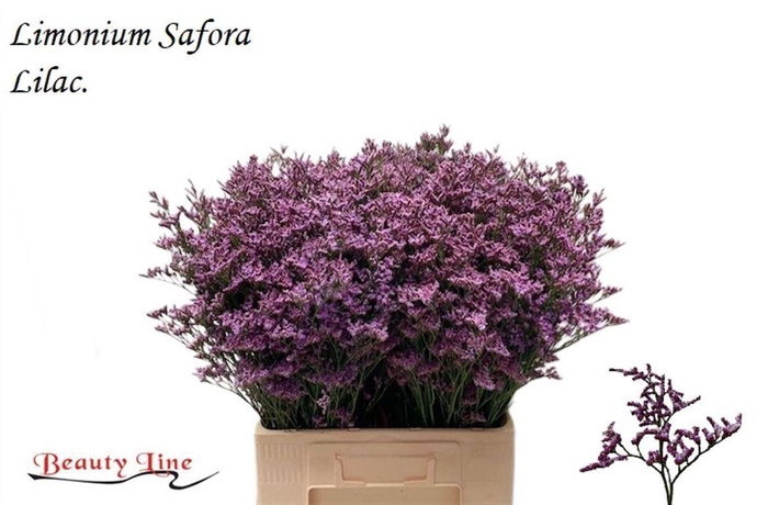 <h4>LIMONIUM  'SAFORA LILAC'</h4>