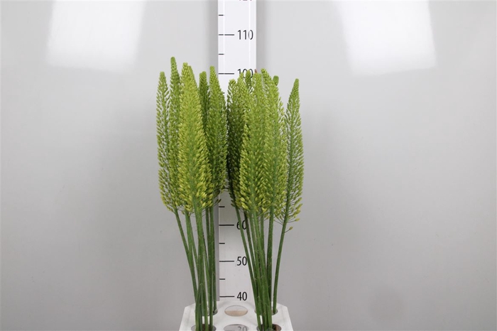 <h4>Eremurus Bolero</h4>