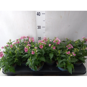 Nemesia  'Nuvo Rose'