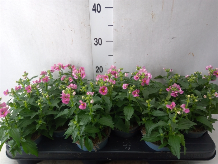 <h4>Nemesia  'Nuvo Rose'</h4>