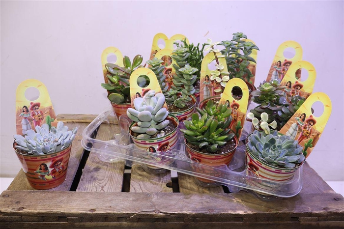 <h4>Succ Ov Mixtray</h4>