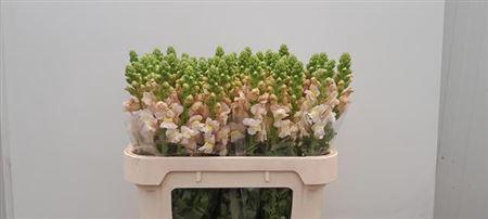 <h4>Antir Cool Pink</h4>