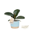 FICUS ELASTICA P7