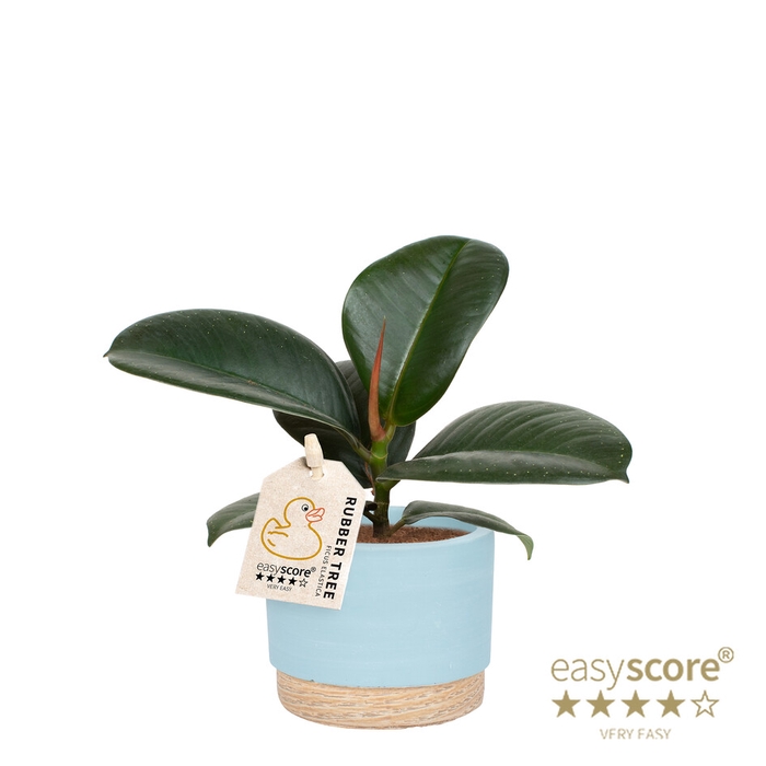 FICUS ELASTICA P7