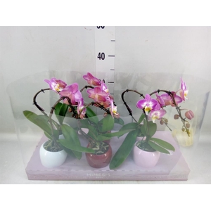 Phalaenopsis   ...rose