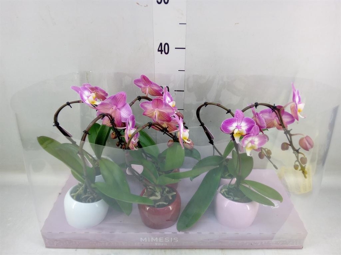 <h4>Phalaenopsis   ...rose</h4>