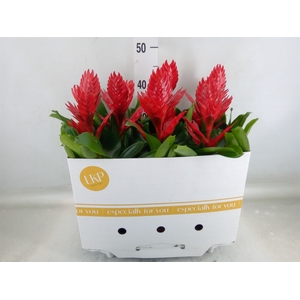 Vriesea  'Venga'