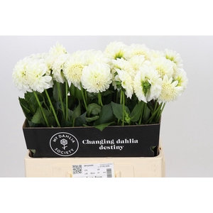Dahlia Boom Boom White