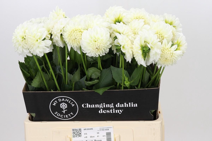 <h4>Dahlia Boom Boom White</h4>