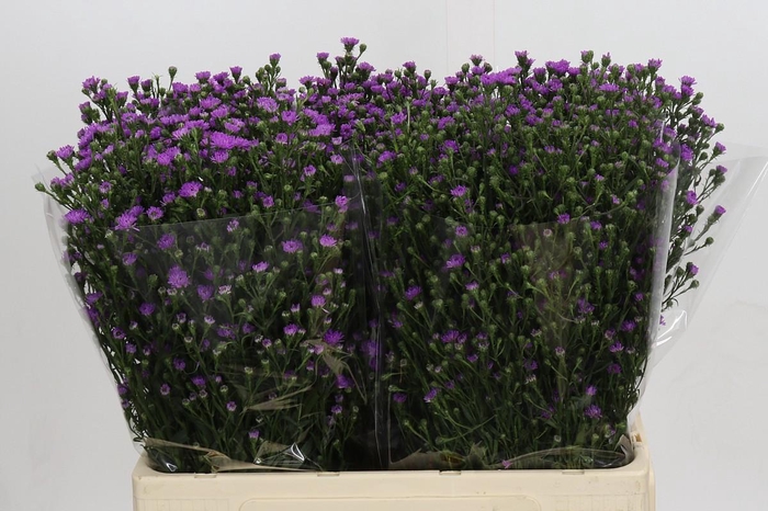 <h4>Aster Baby Pink</h4>