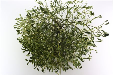 <h4>VISCUM ALBUM KG</h4>