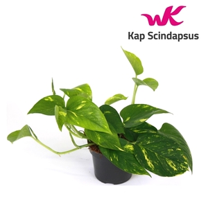 Scindapsus (Epipremnum) Aureum