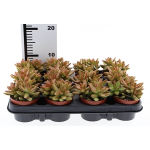 Sedum   ...