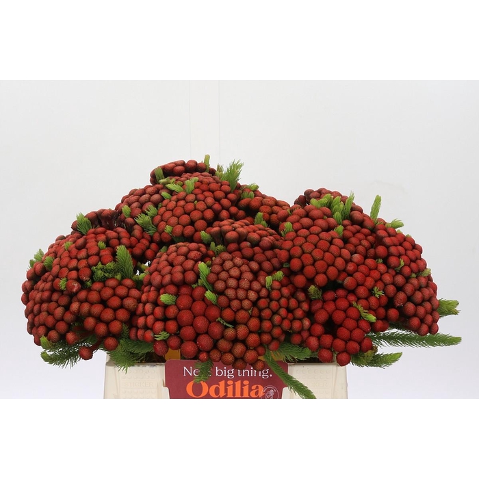 <h4>Kaaps Groen Alb. Red</h4>