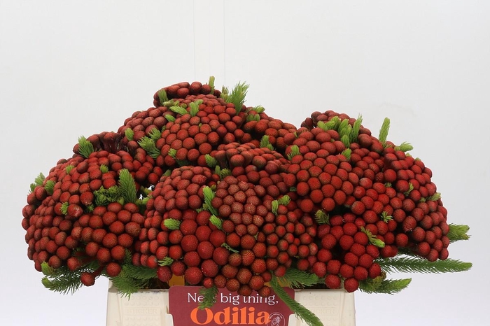 <h4>Kaaps Groen Alb. Red</h4>