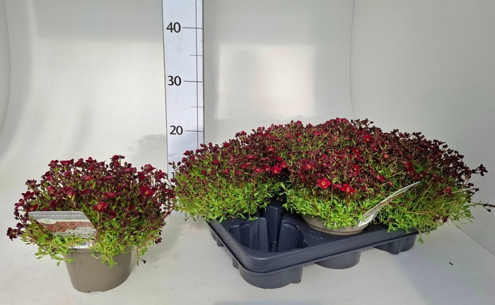 <h4>SAXIF ARENDSII</h4>