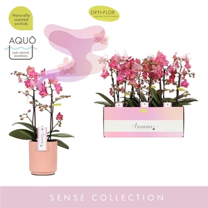 Aromio Floral 2 spike in Molise Salmon Aquo