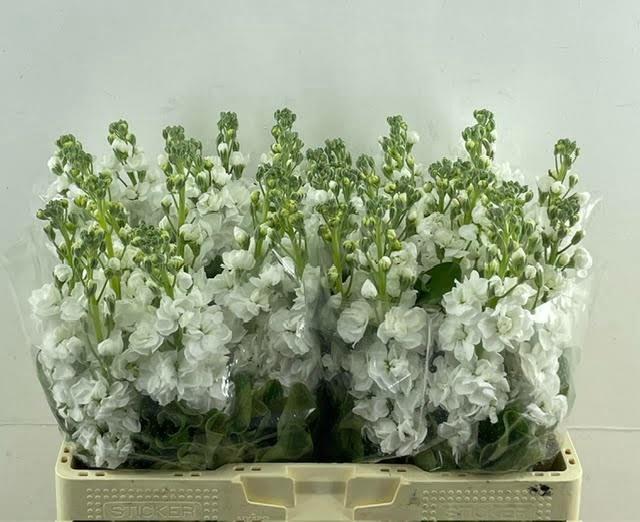 <h4>MATTH CENTUM WHITE</h4>