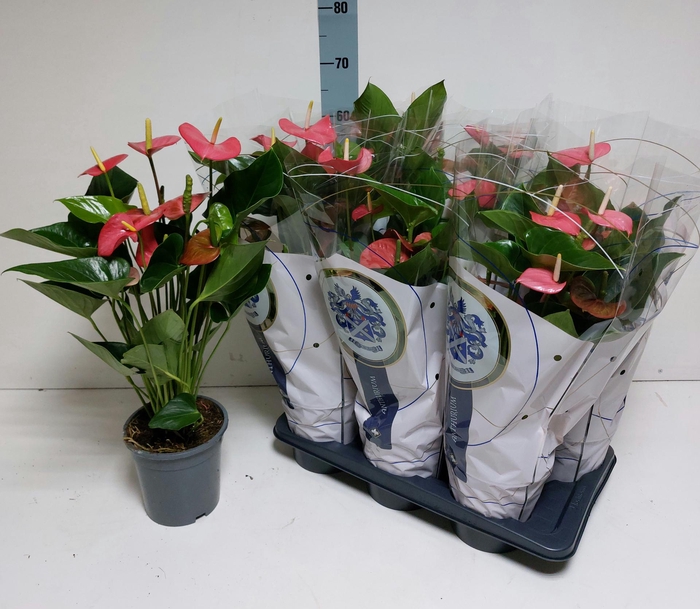 <h4>ANTHU AN PARIS PINK</h4>