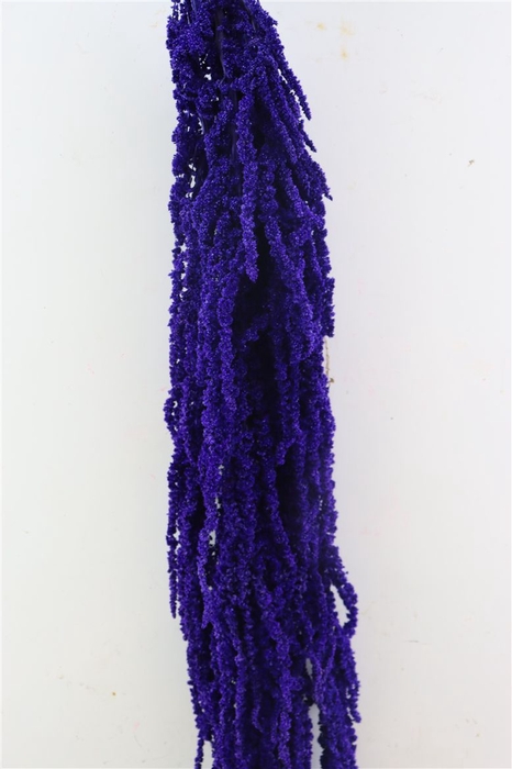 <h4>Pres Amaranthus Caud Purple Bunch</h4>