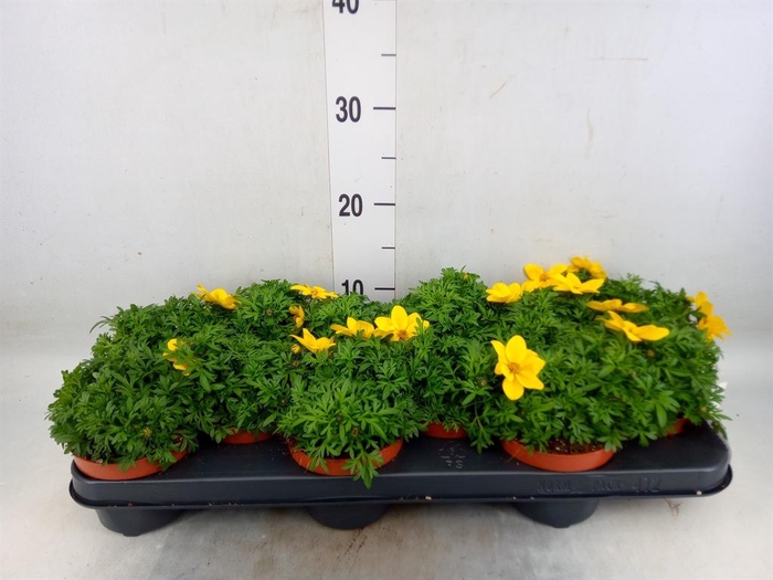 <h4>Bidens   ...</h4>