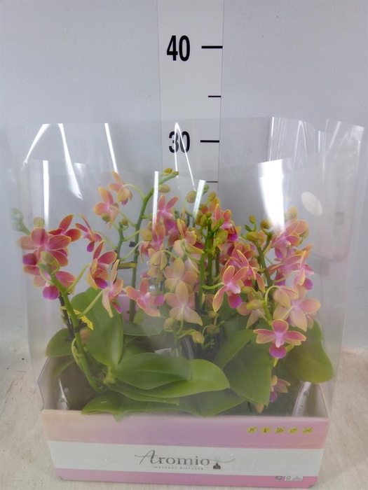 <h4>Phalaenopsis multi. ...yellow</h4>