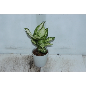 AGLAONEMA WHITE JOY P12