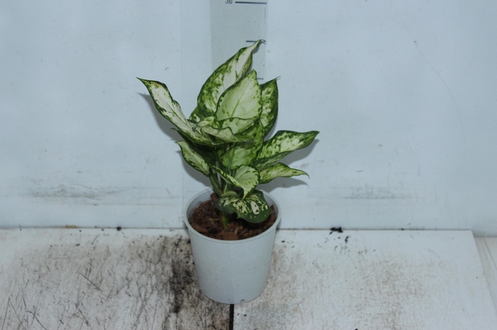 AGLAONEMA WHITE JOY P12