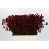 Anigozanthos Bush Ruby