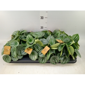 Peperomia argyreia